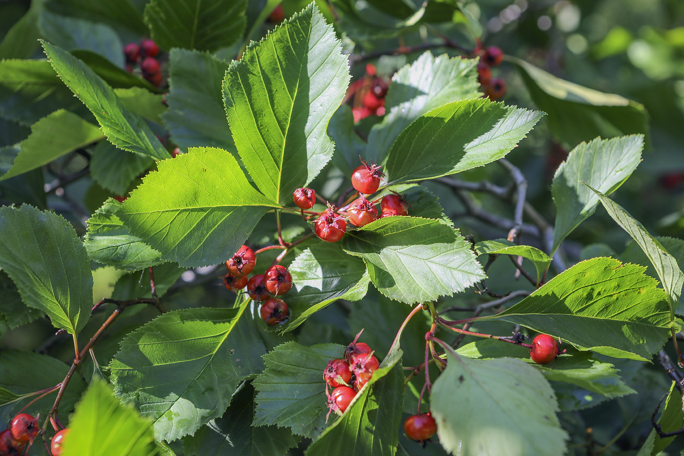 Изображение особи род Crataegus.