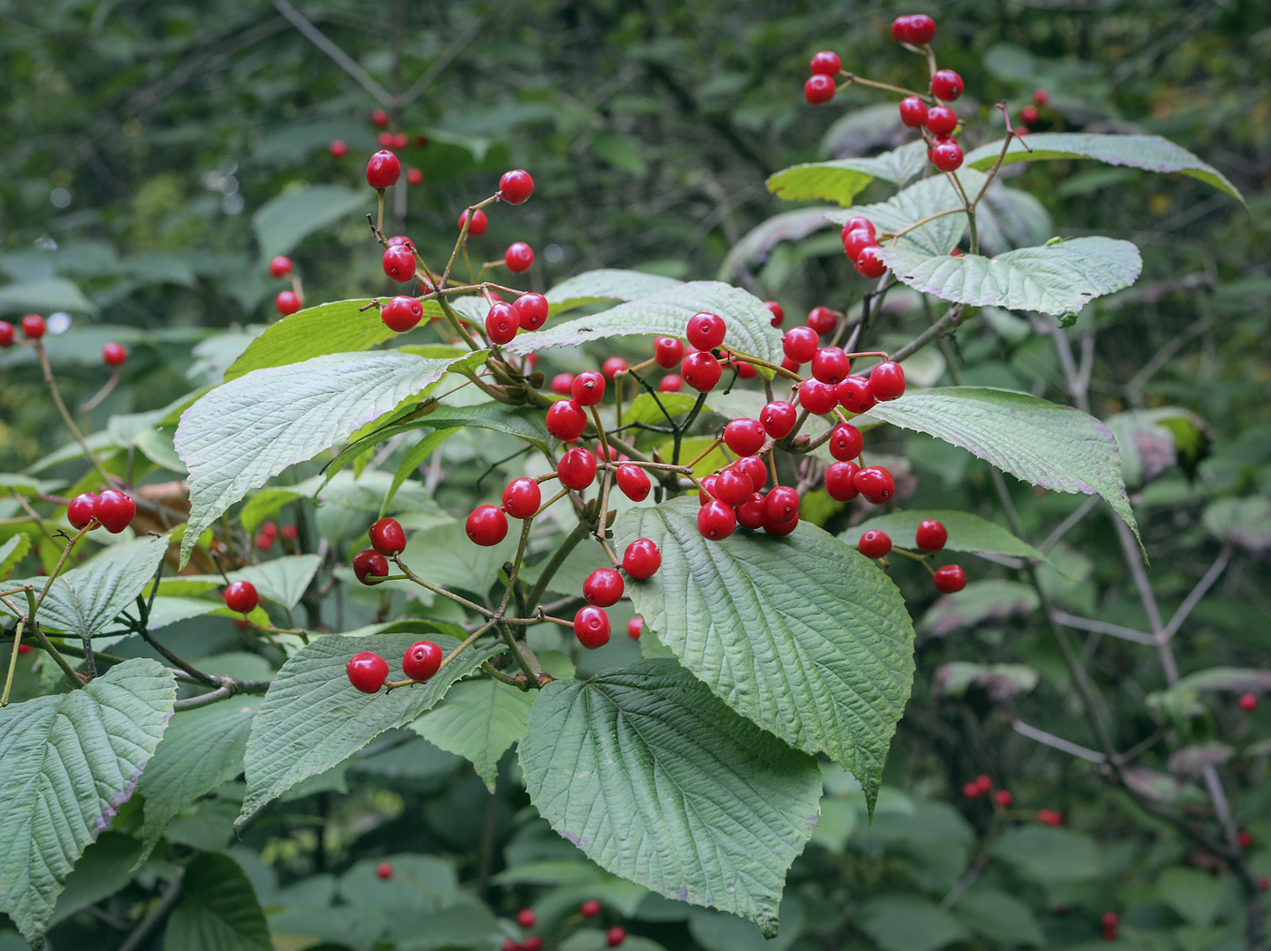 Image of genus Viburnum specimen.