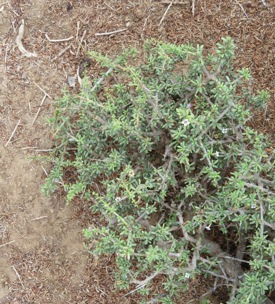 Image of Lycium tetrandrum specimen.