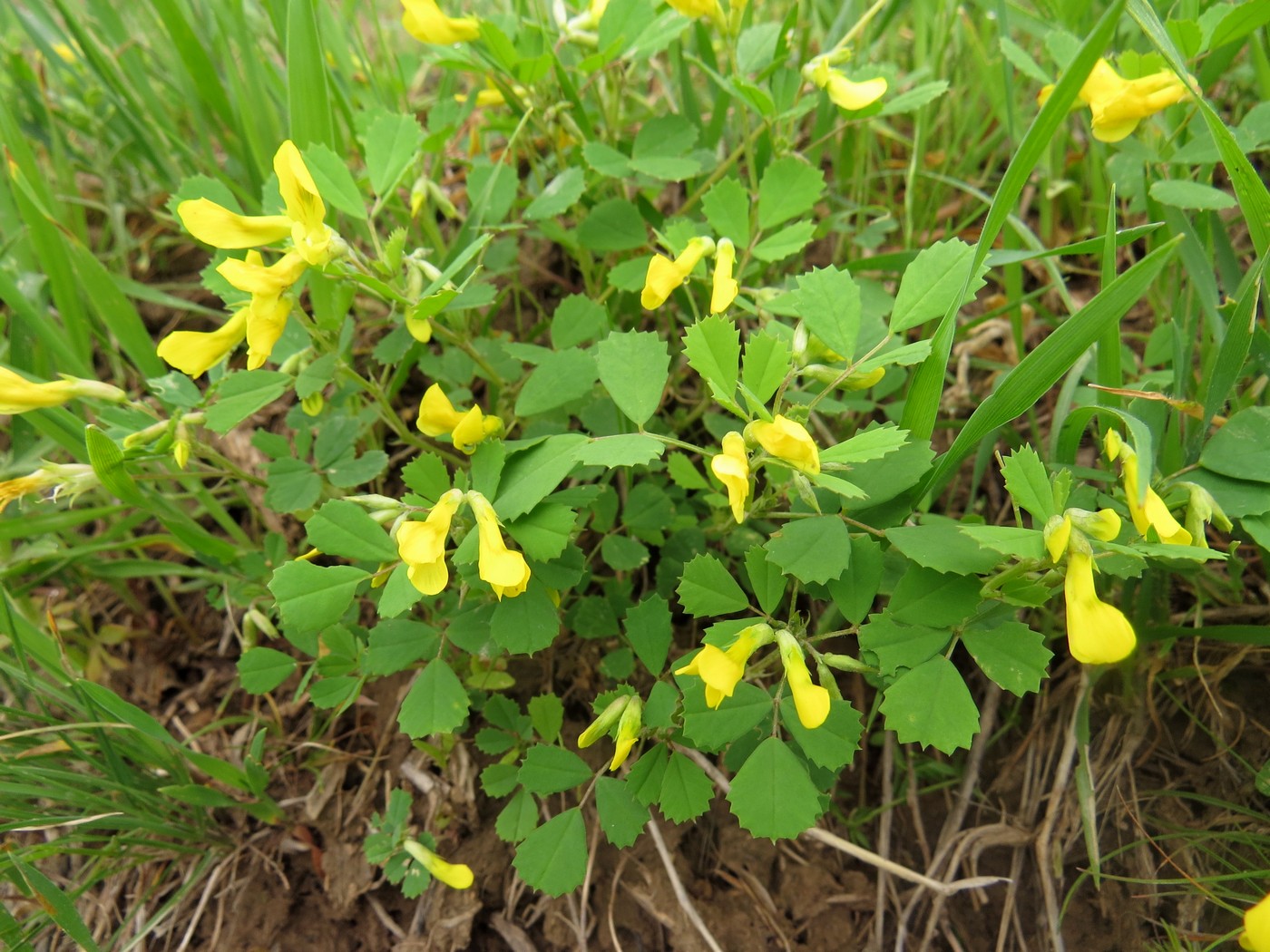 Image of Trigonella grandiflora specimen.