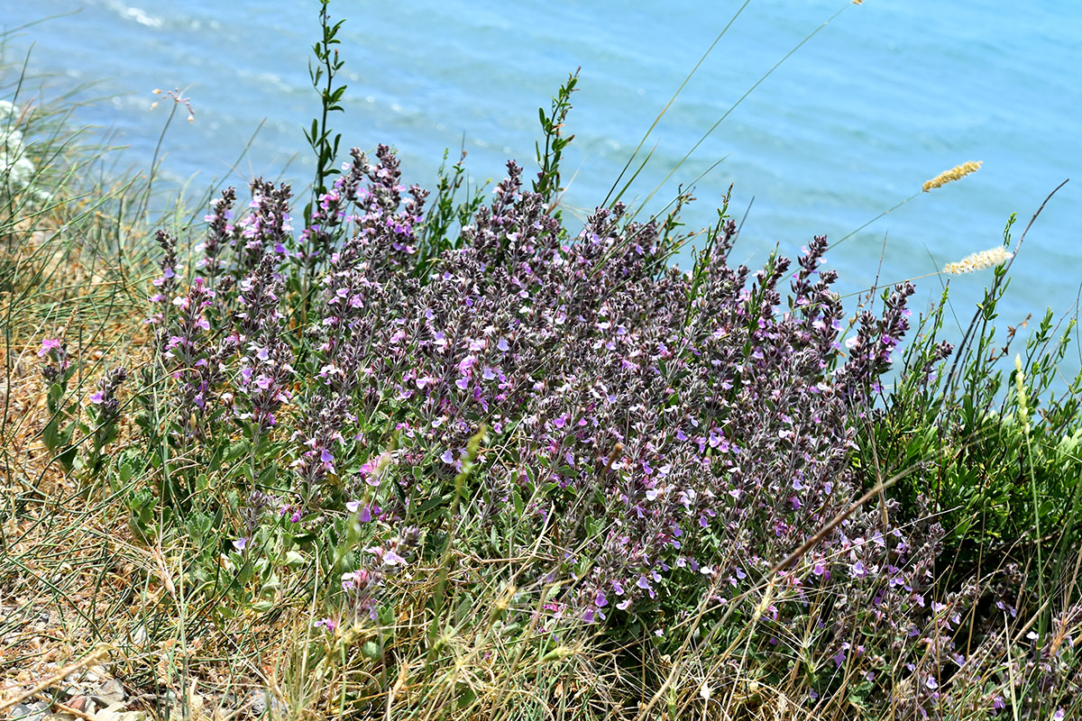 Image of Teucrium chamaedrys specimen.