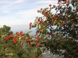 Sorbus tauricola