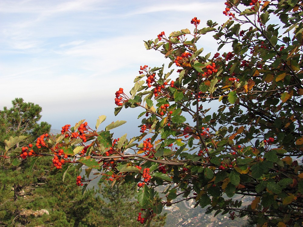 Изображение особи Sorbus tauricola.