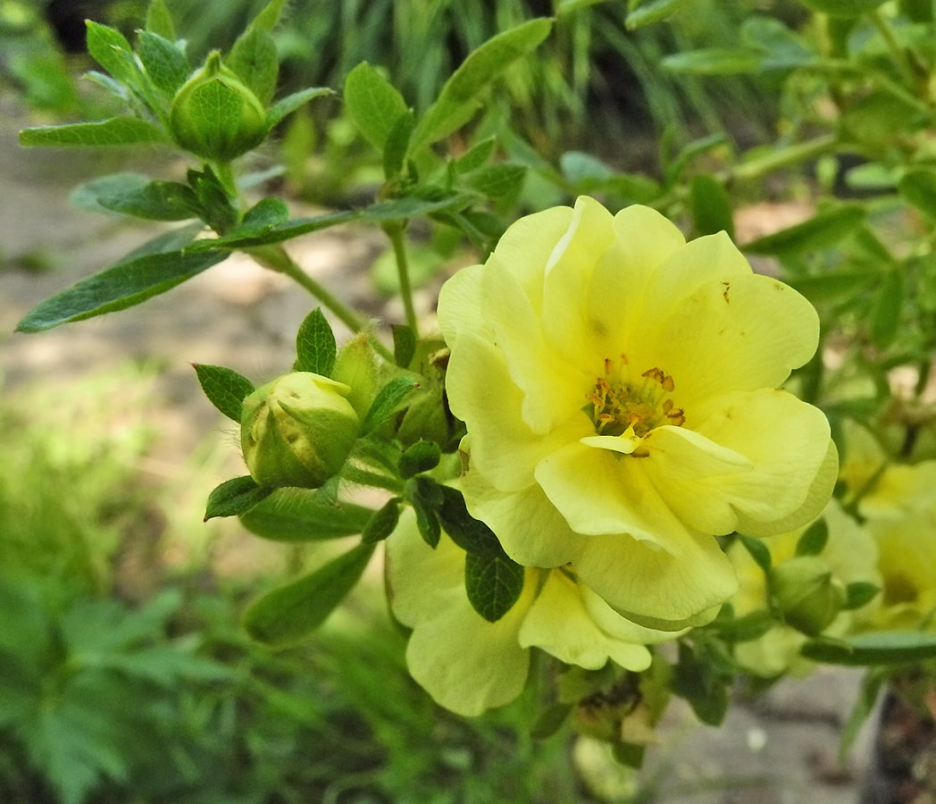 Image of Dasiphora fruticosa specimen.