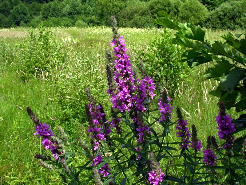 Image of Lythrum salicaria specimen.