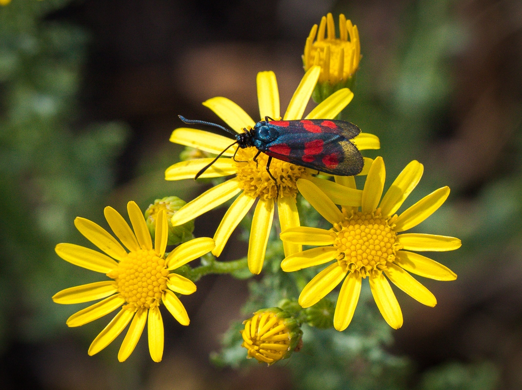 Изображение особи Senecio jacobaea.