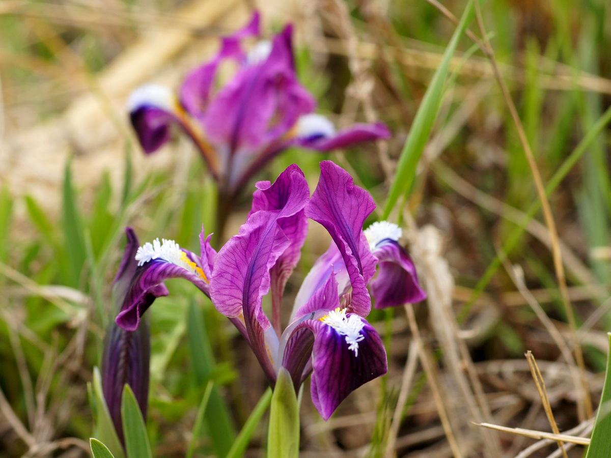 Image of Iris pumila specimen.