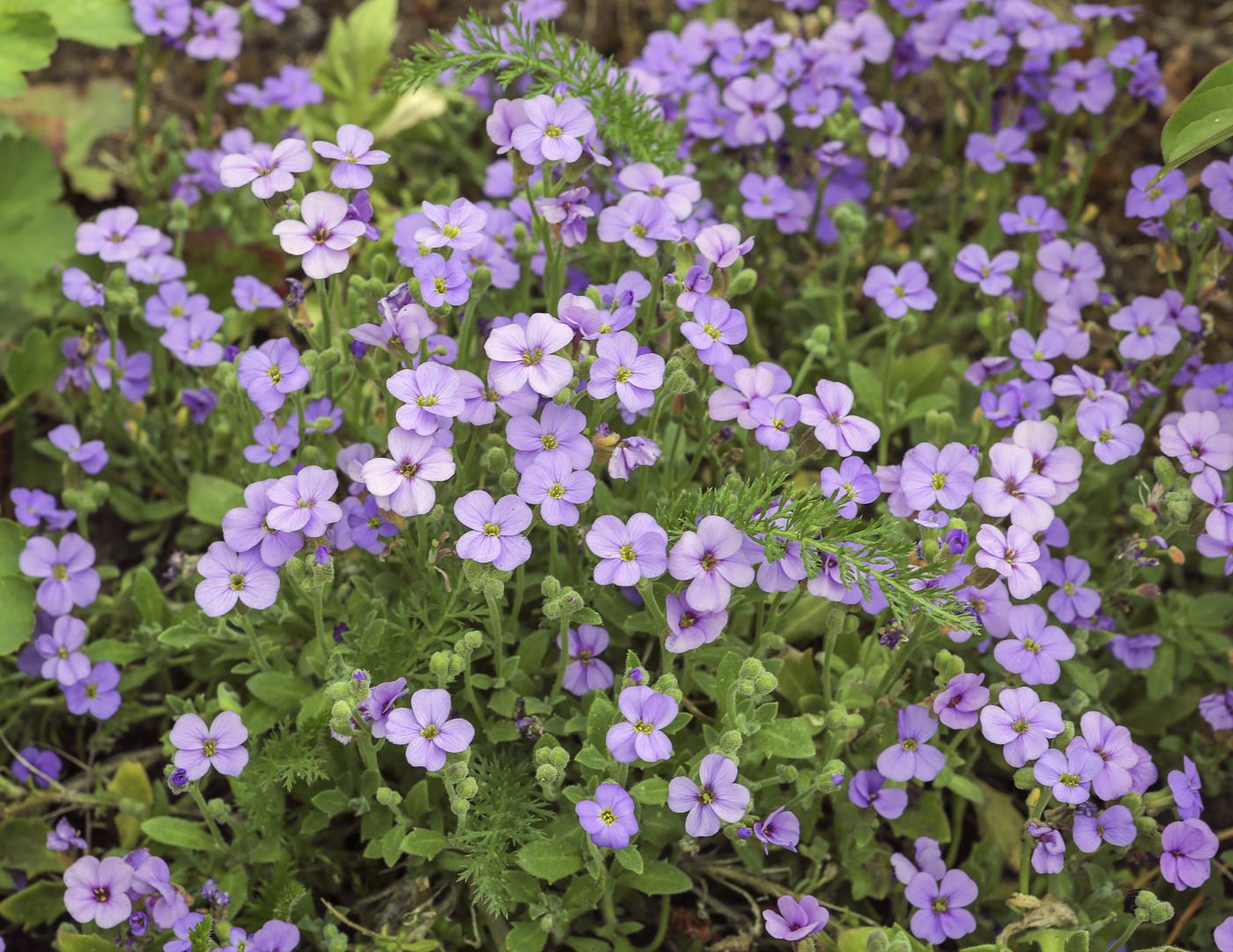 Изображение особи Aubrieta &times; cultorum.