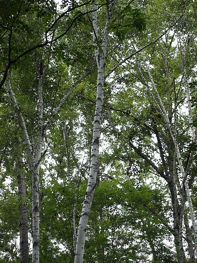 Image of genus Betula specimen.