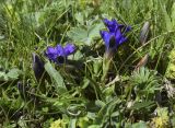 Gentiana pyrenaica