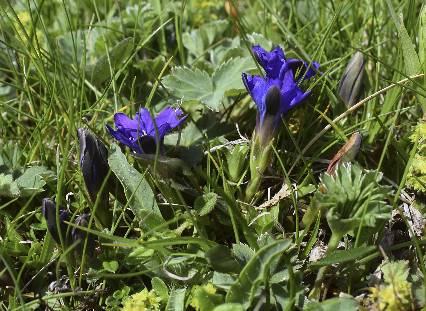 Изображение особи Gentiana pyrenaica.