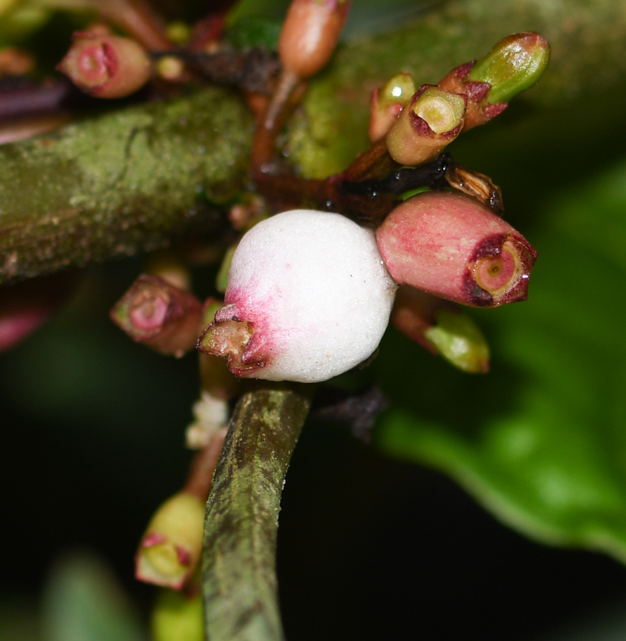 Image of Hoffmannia obovata specimen.