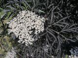 Sambucus nigra f. laciniata