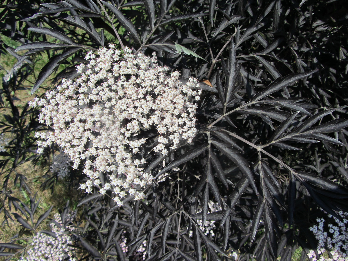 Image of Sambucus nigra f. laciniata specimen.