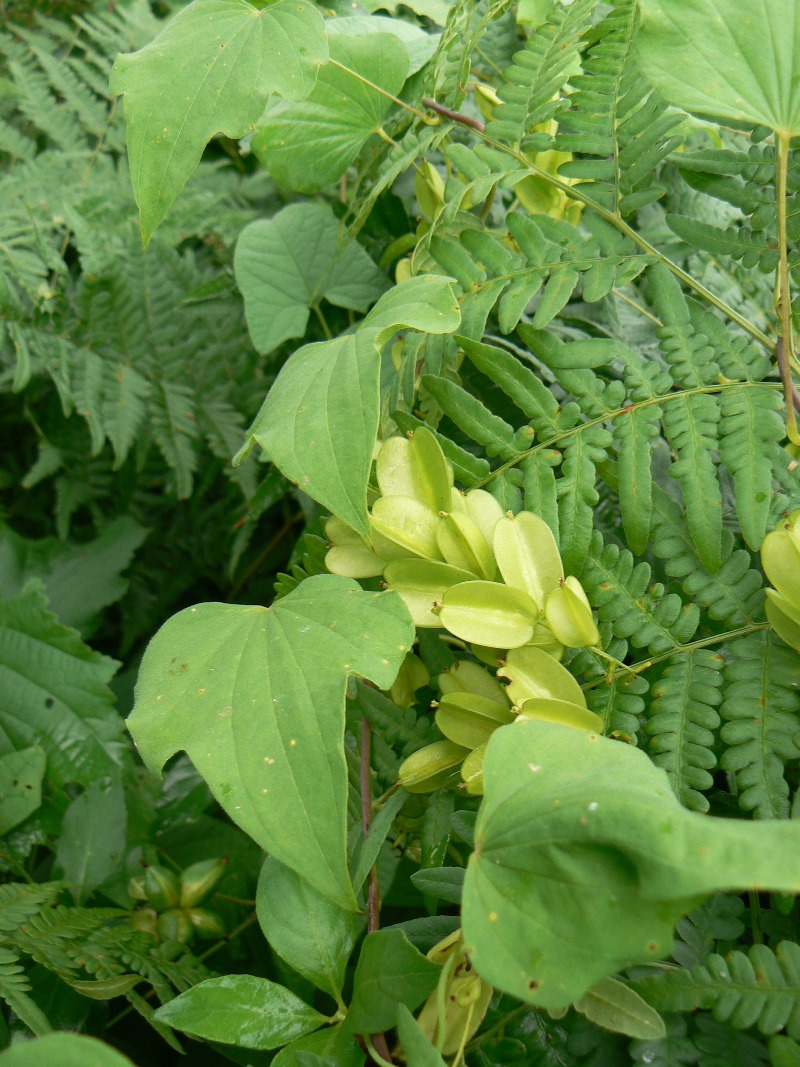 Image of Dioscorea nipponica specimen.