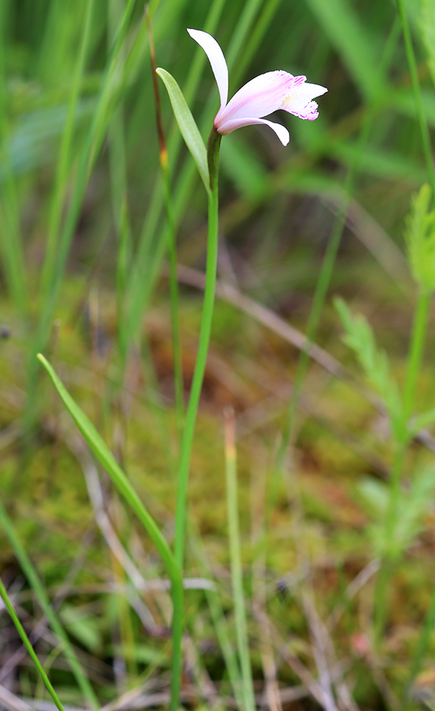 Image of Pogonia japonica specimen.