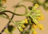 Senecio adonidifolius