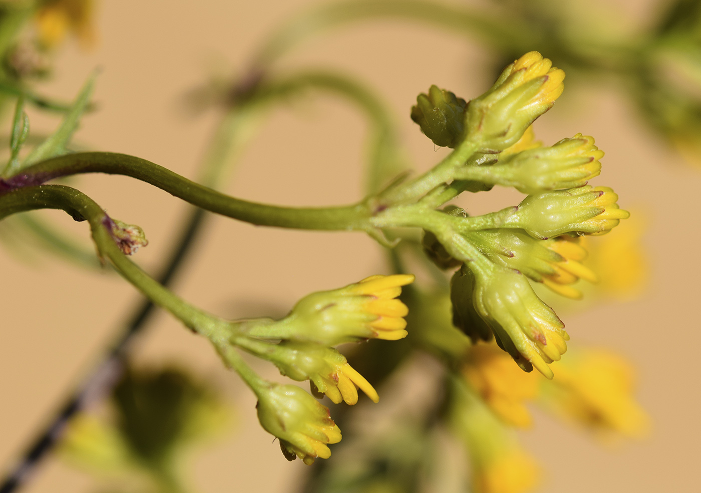 Изображение особи Senecio adonidifolius.