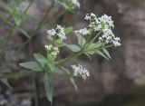 Galium valantioides