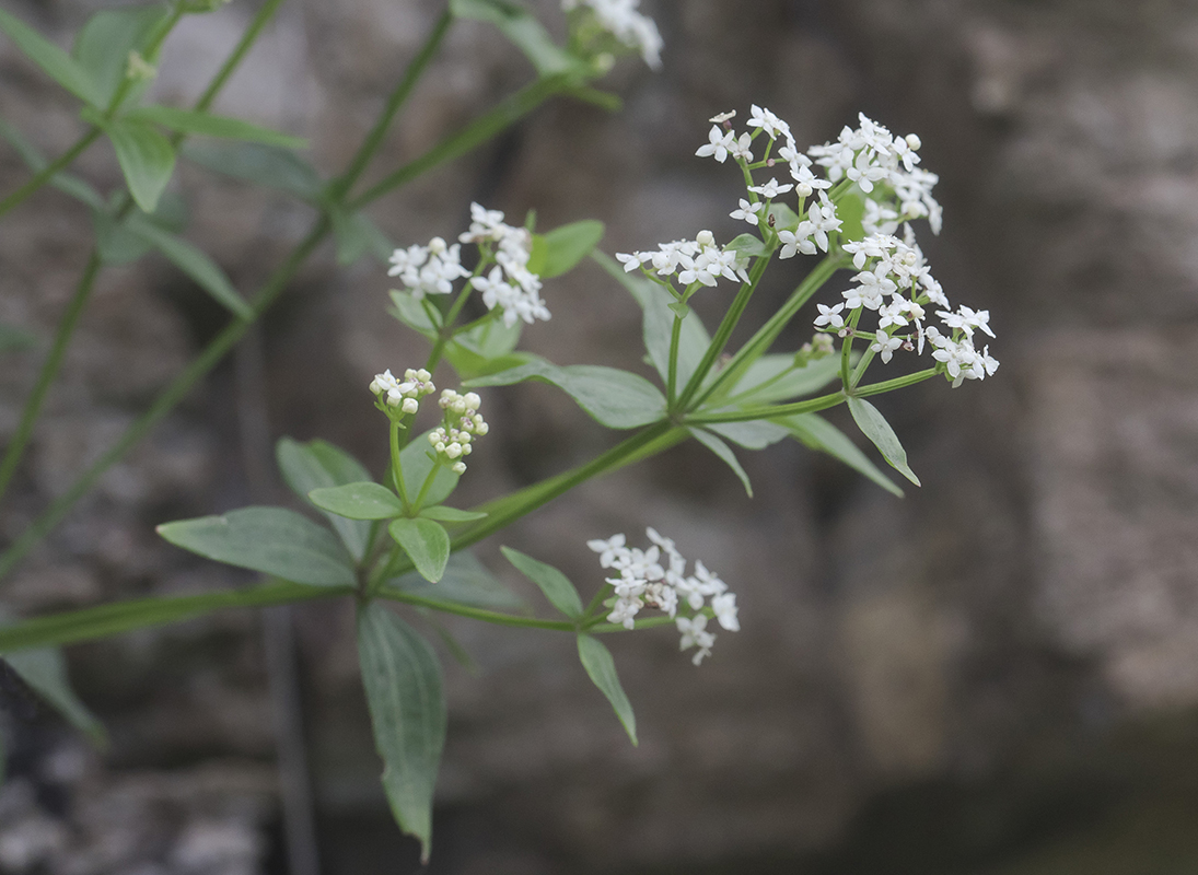 Изображение особи Galium valantioides.