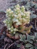 Orostachys spinosa