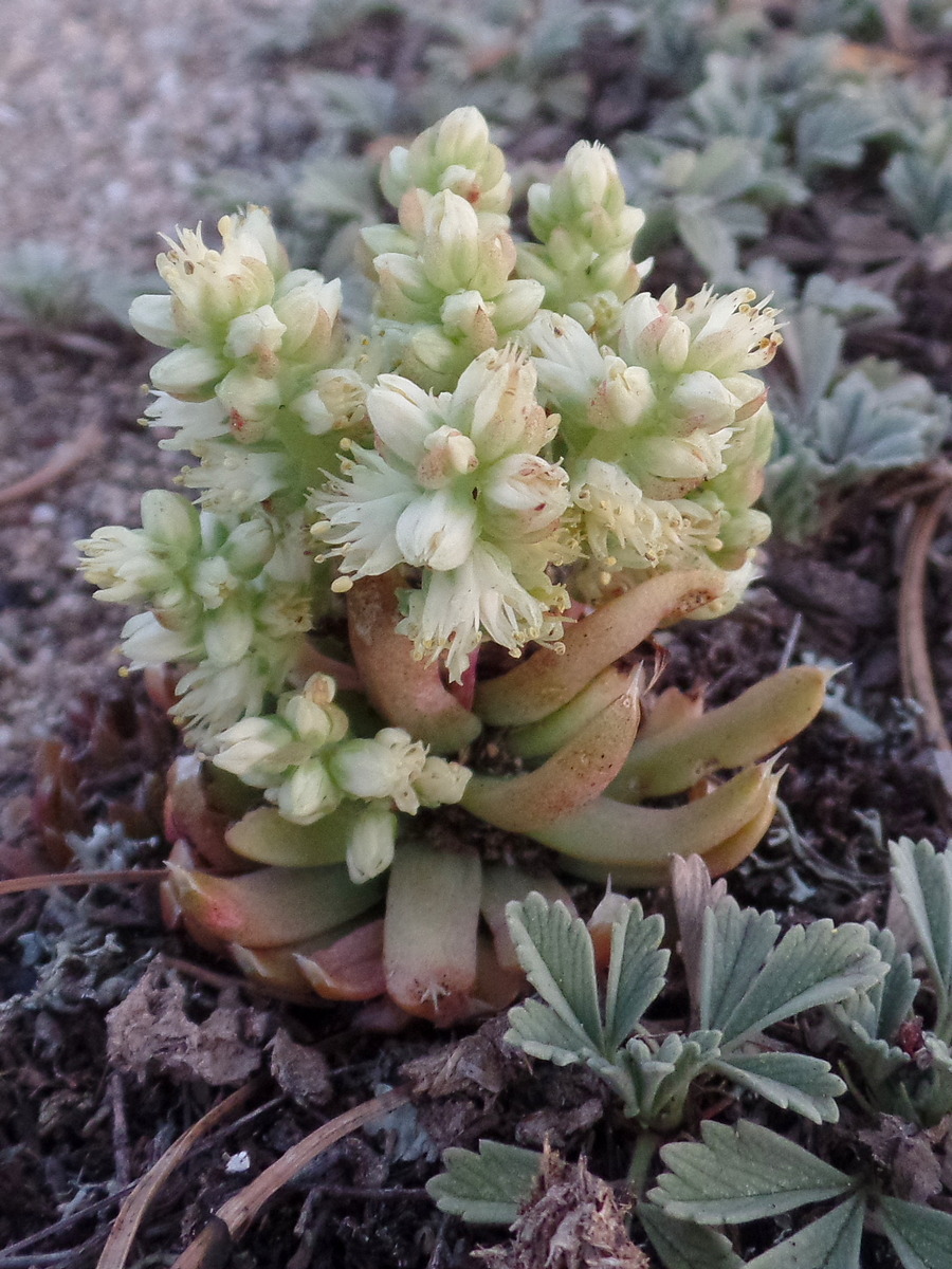 Image of Orostachys spinosa specimen.