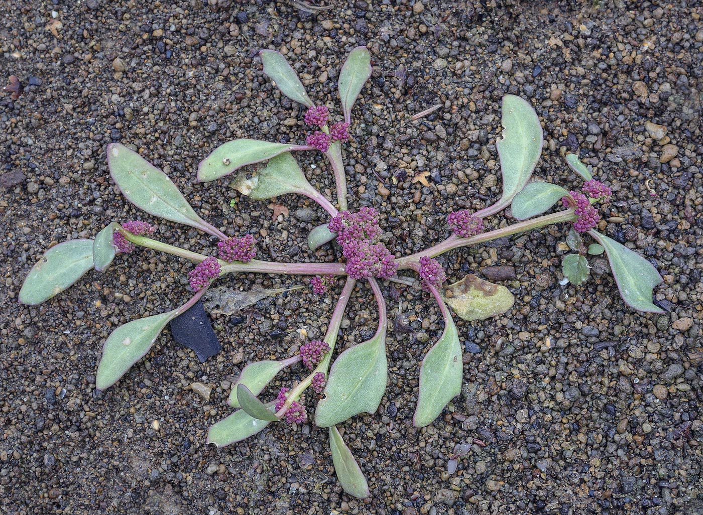 Image of Oxybasis rubra specimen.