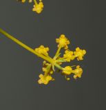 Bilacunaria boissieri