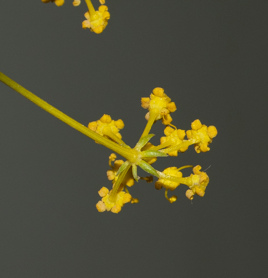 Image of Bilacunaria boissieri specimen.