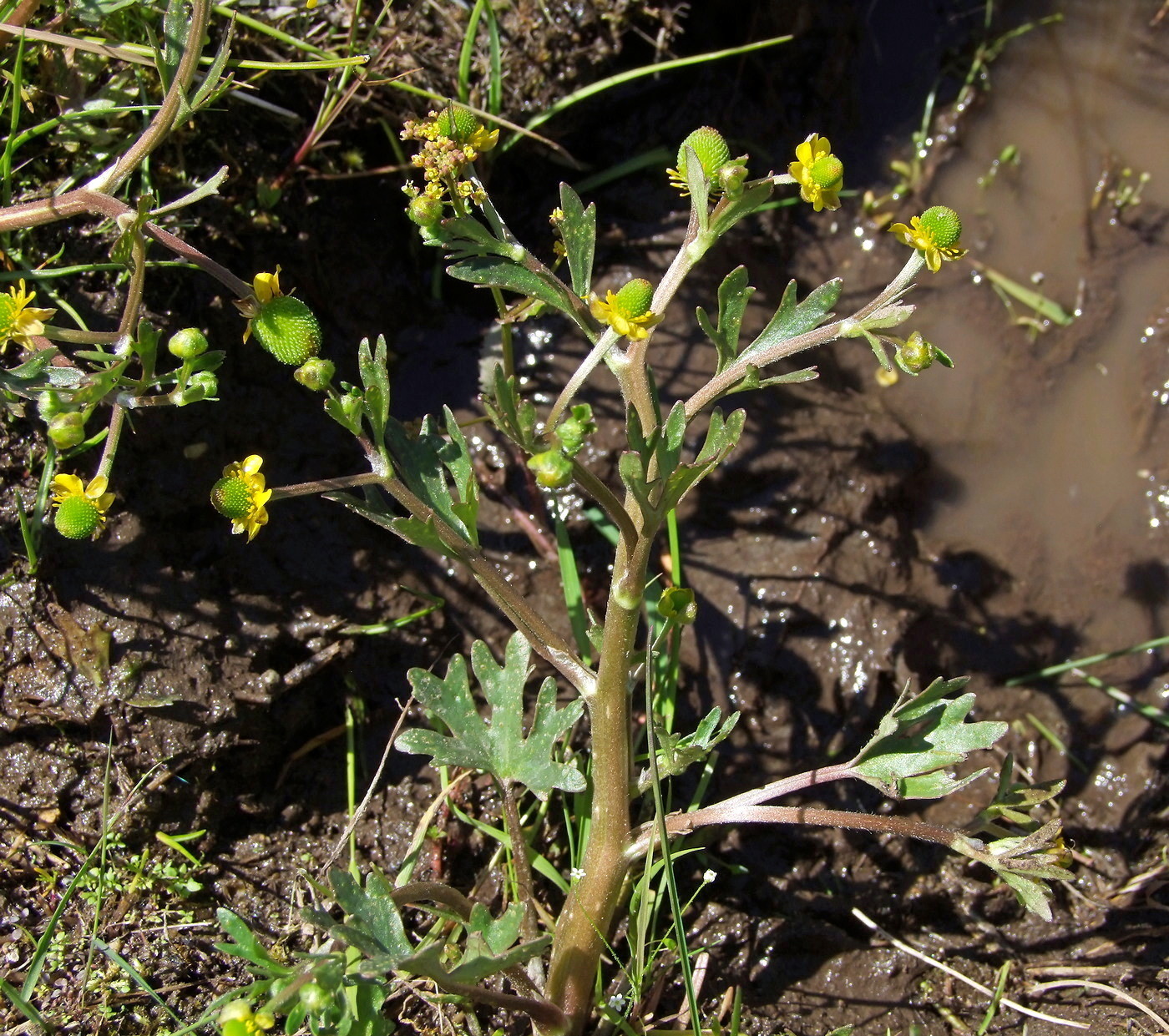 Image of Ranunculus sceleratus specimen.