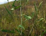 Sisymbrium volgense