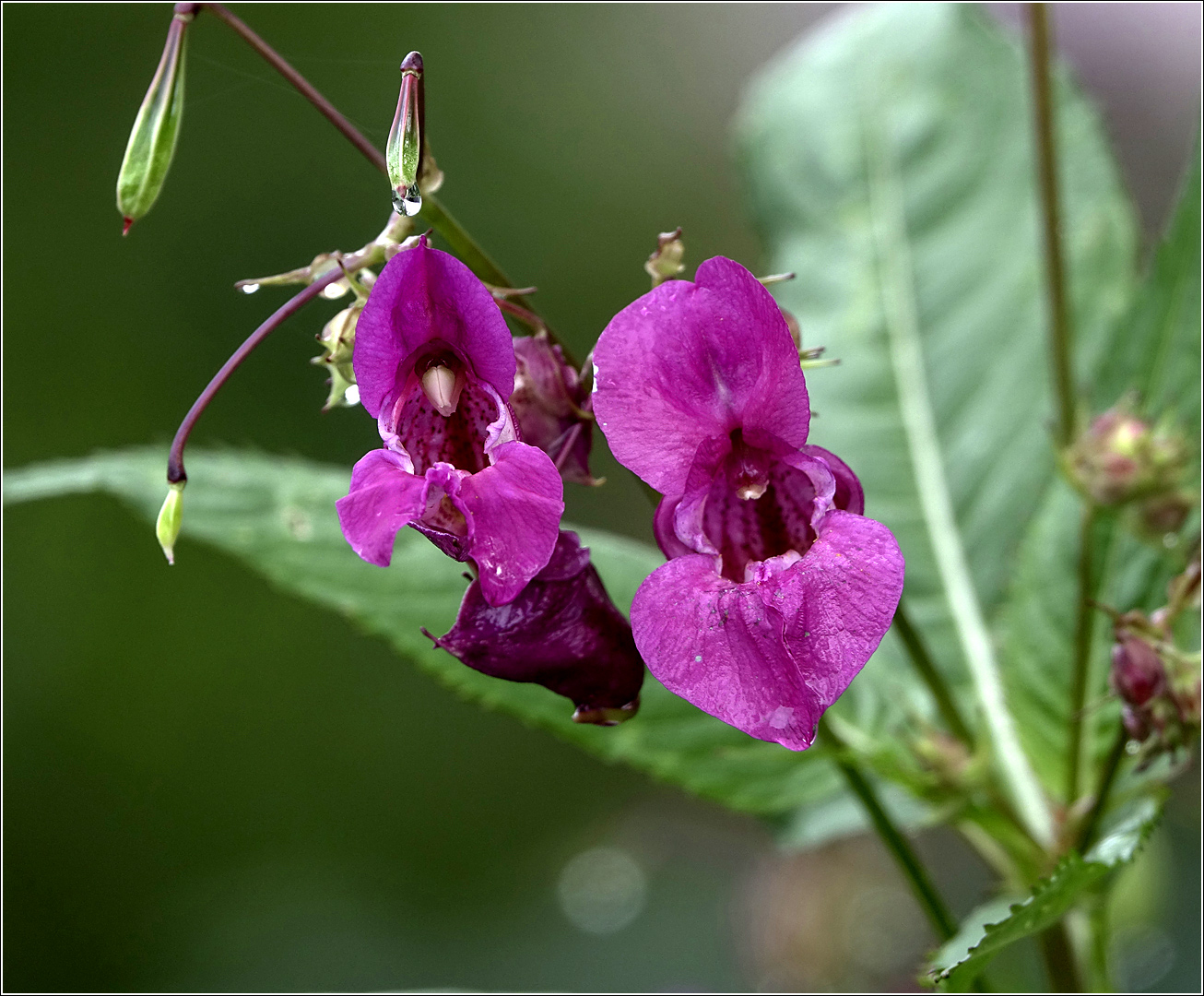 Image of Impatiens glandulifera specimen.