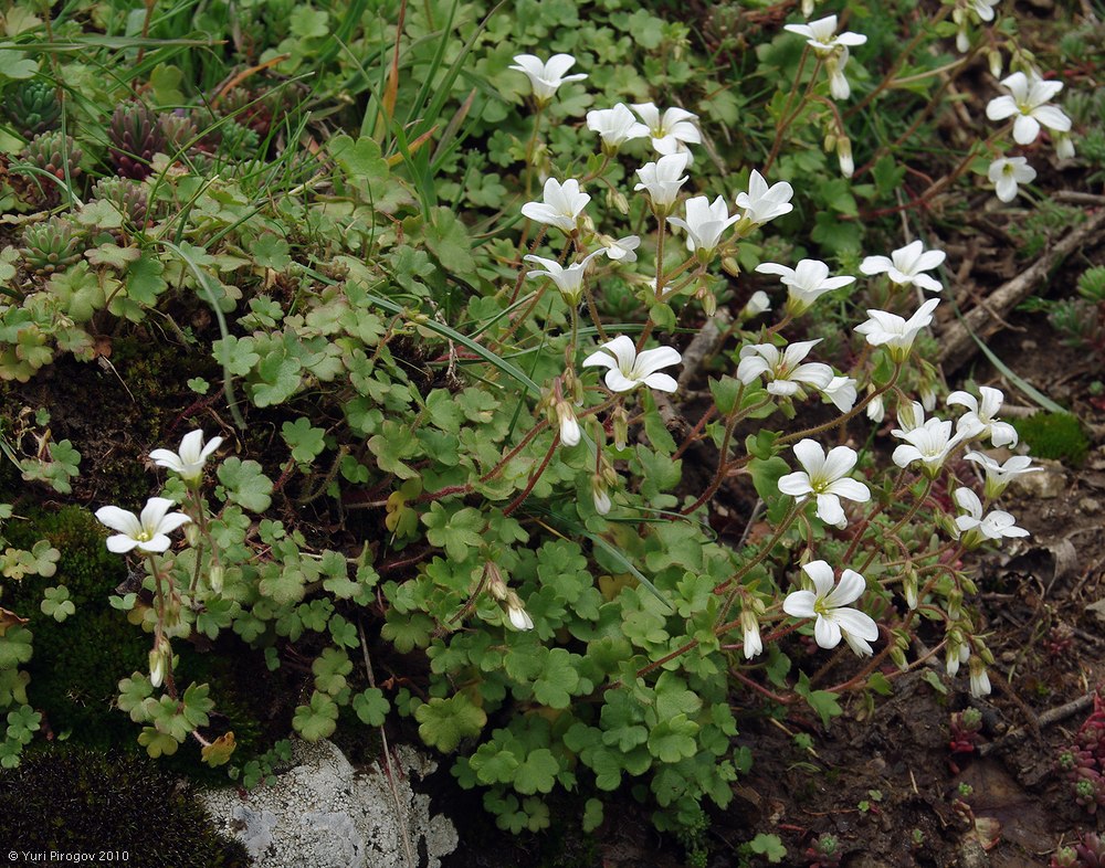 Image of Saxifraga sibirica specimen.