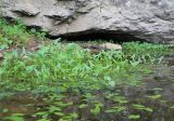 Sagittaria sagittifolia