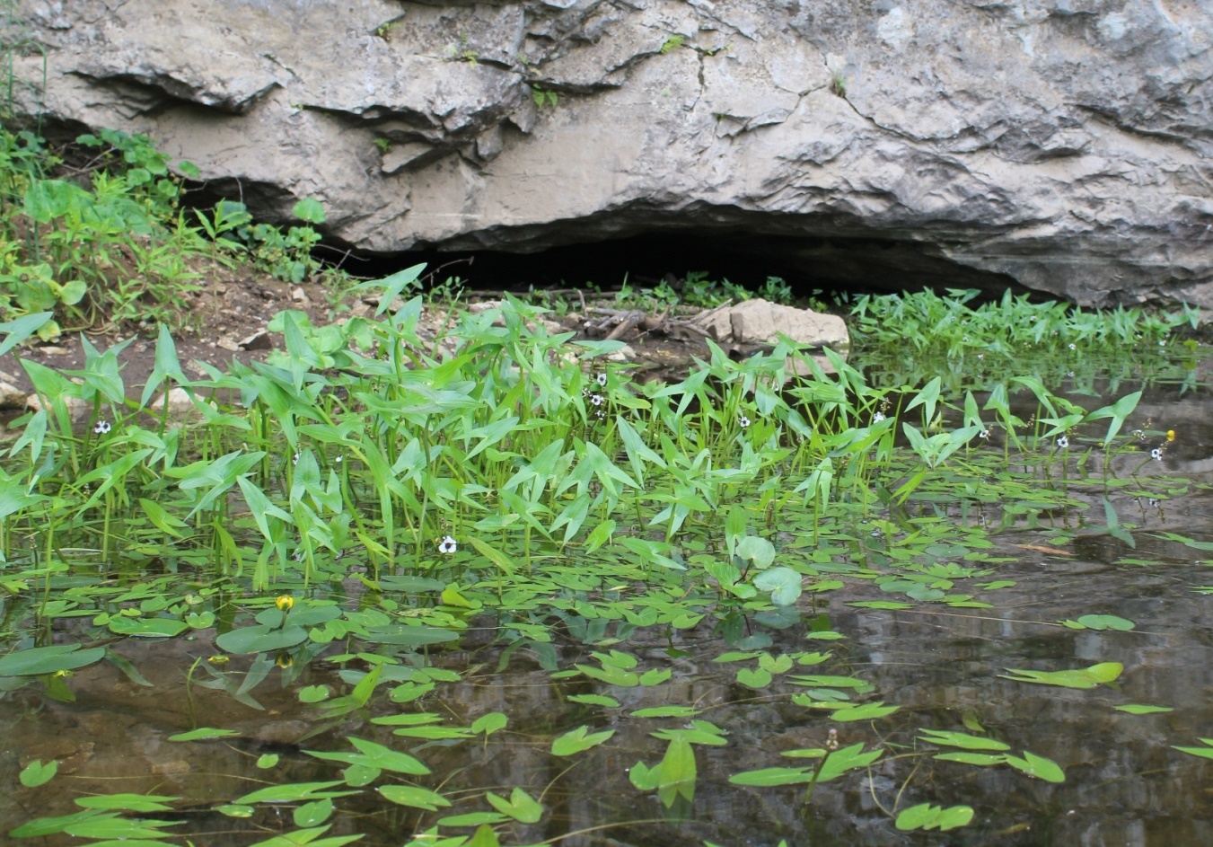 Image of Sagittaria sagittifolia specimen.