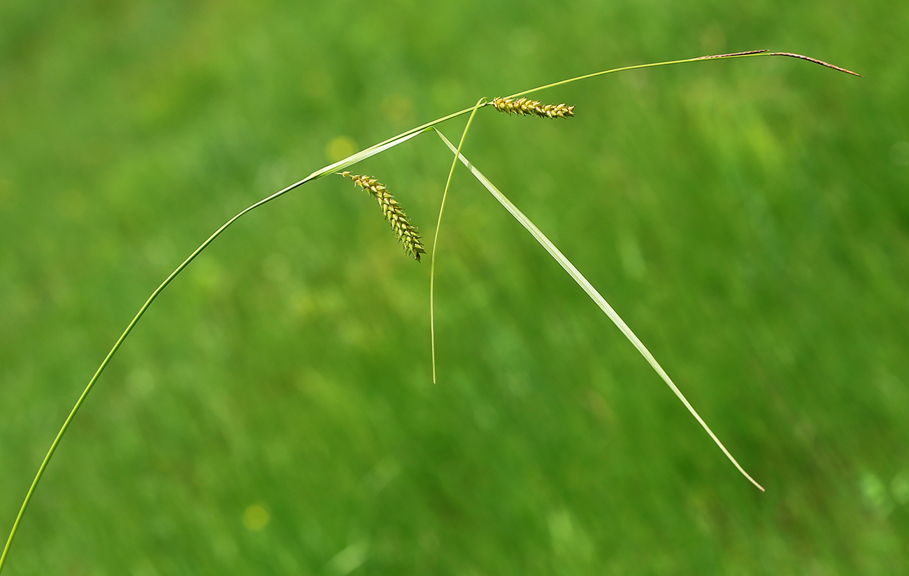 Image of Carex vesicata specimen.