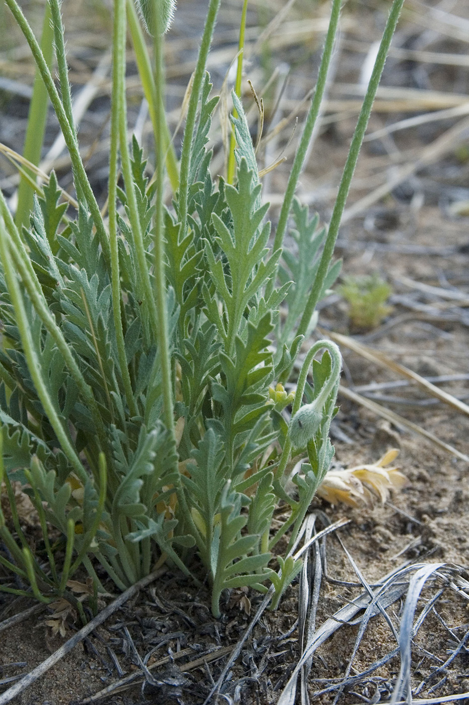 Изображение особи Papaver nudicaule.