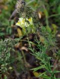 Linaria vulgaris. Верхушка повреждённого цветущего растения. Приморье, гор. округ Фокино, бухта Круглая, приморский луг. 31.07.2021.