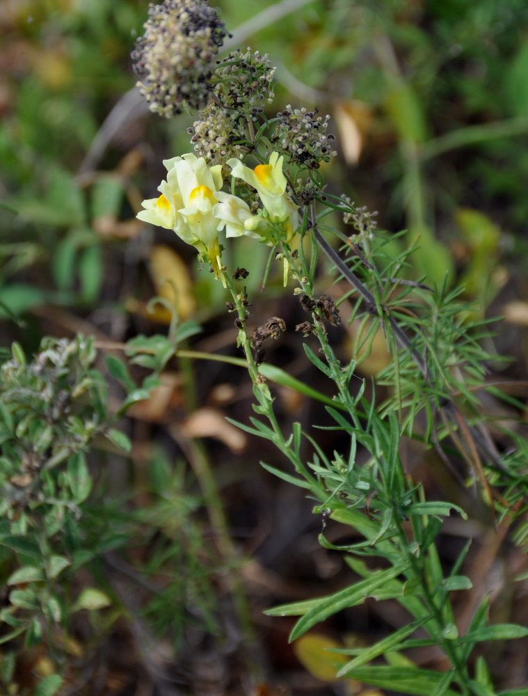 Изображение особи Linaria vulgaris.