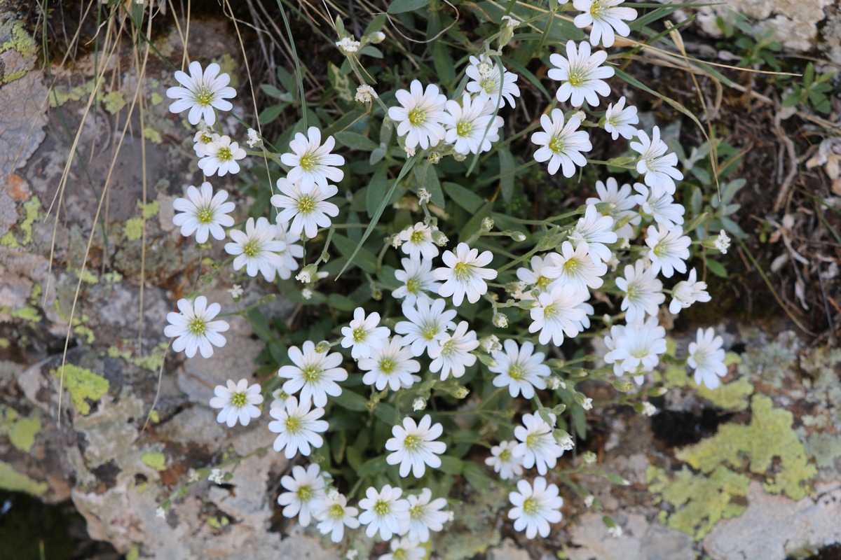 Image of Cerastium szowitsii specimen.