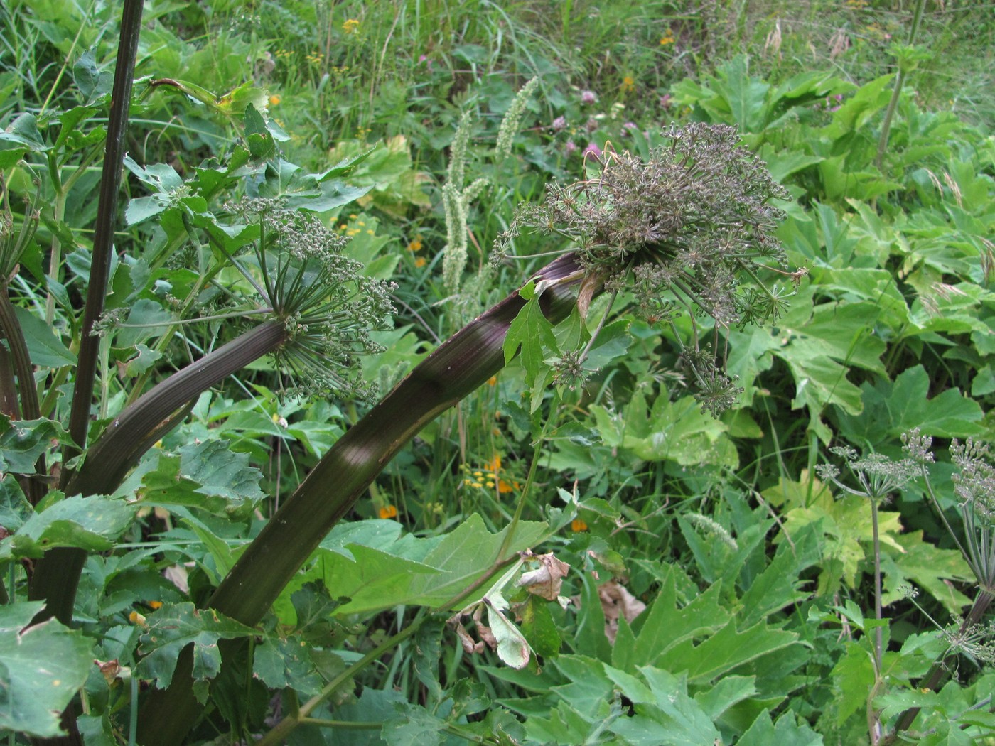 Image of Agasyllis latifolia specimen.
