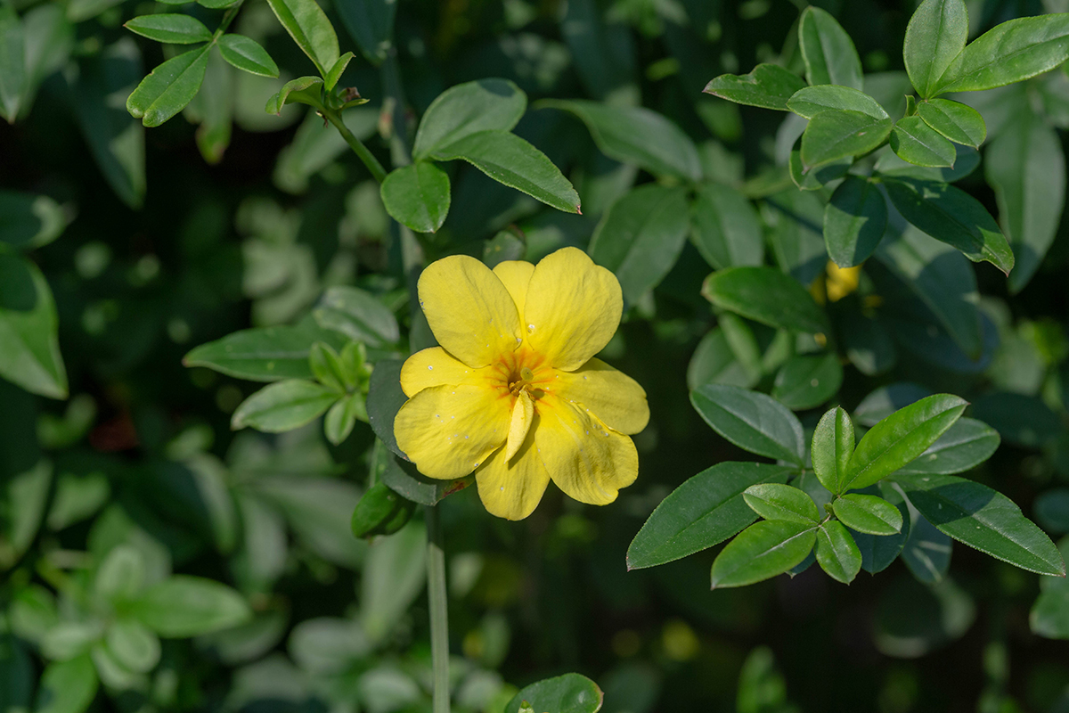 Изображение особи Jasminum mesnyi.