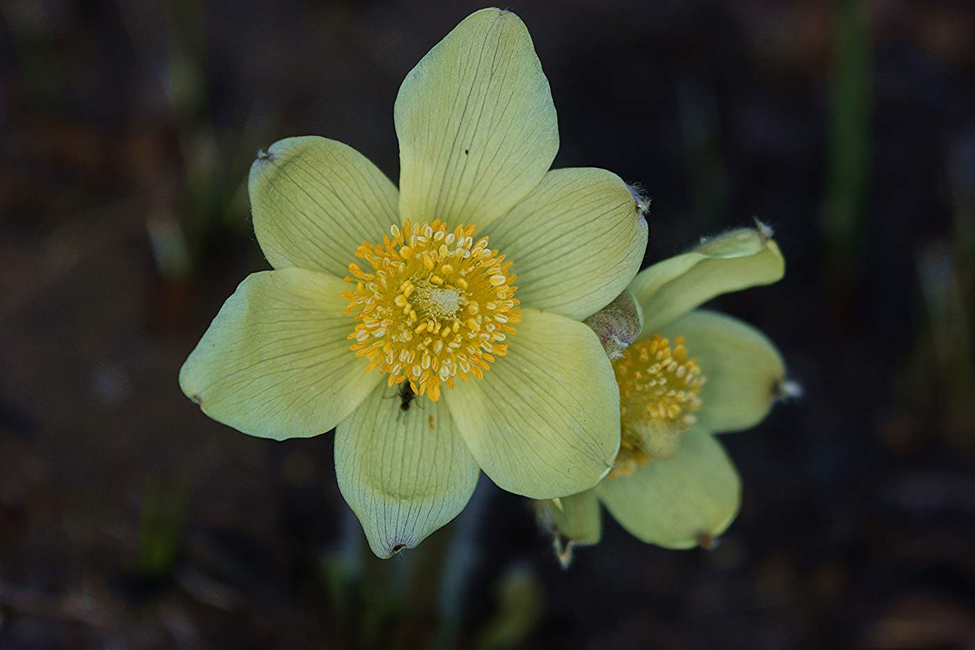 Изображение особи Pulsatilla orientali-sibirica.