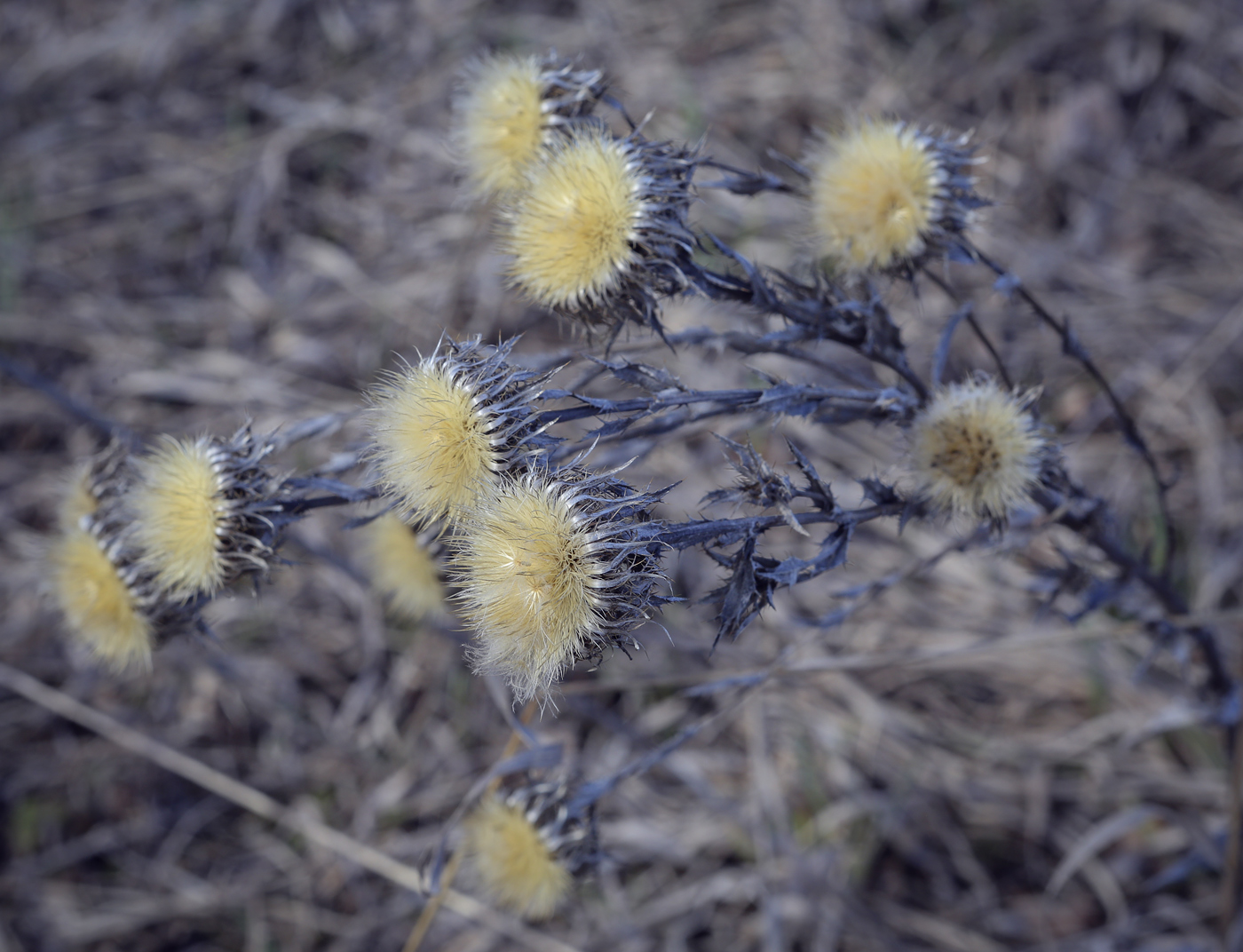 Image of Carlina biebersteinii specimen.