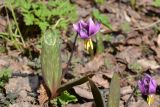 Erythronium sibiricum