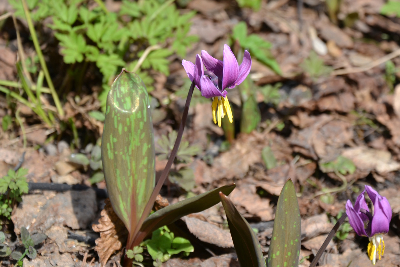 Изображение особи Erythronium sibiricum.