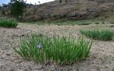Iris biglumis. Вегетирующие и цветущее растения. Хакасия, Аскизский р-н, долина р. Аскиз, использующийся под выпас степной участок у подножия каменистого склона. 12.06.2022.