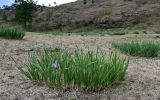 Iris biglumis