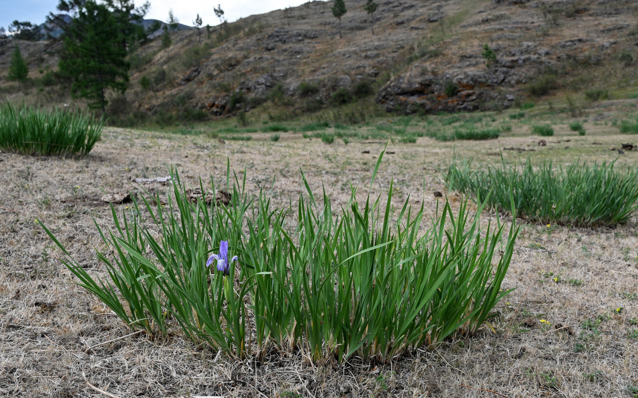 Изображение особи Iris biglumis.