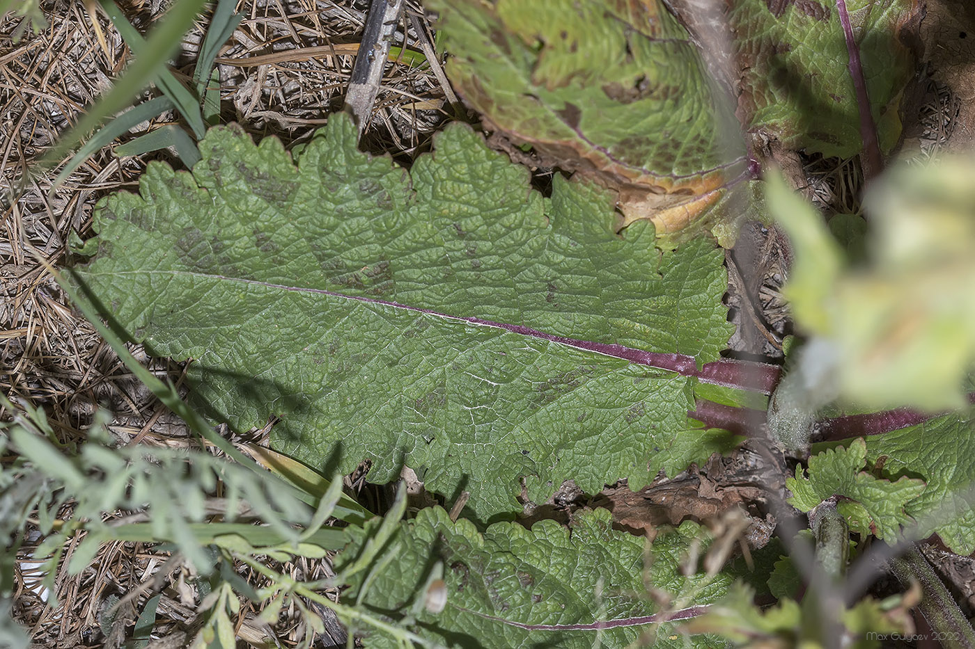 Image of Salvia austriaca specimen.